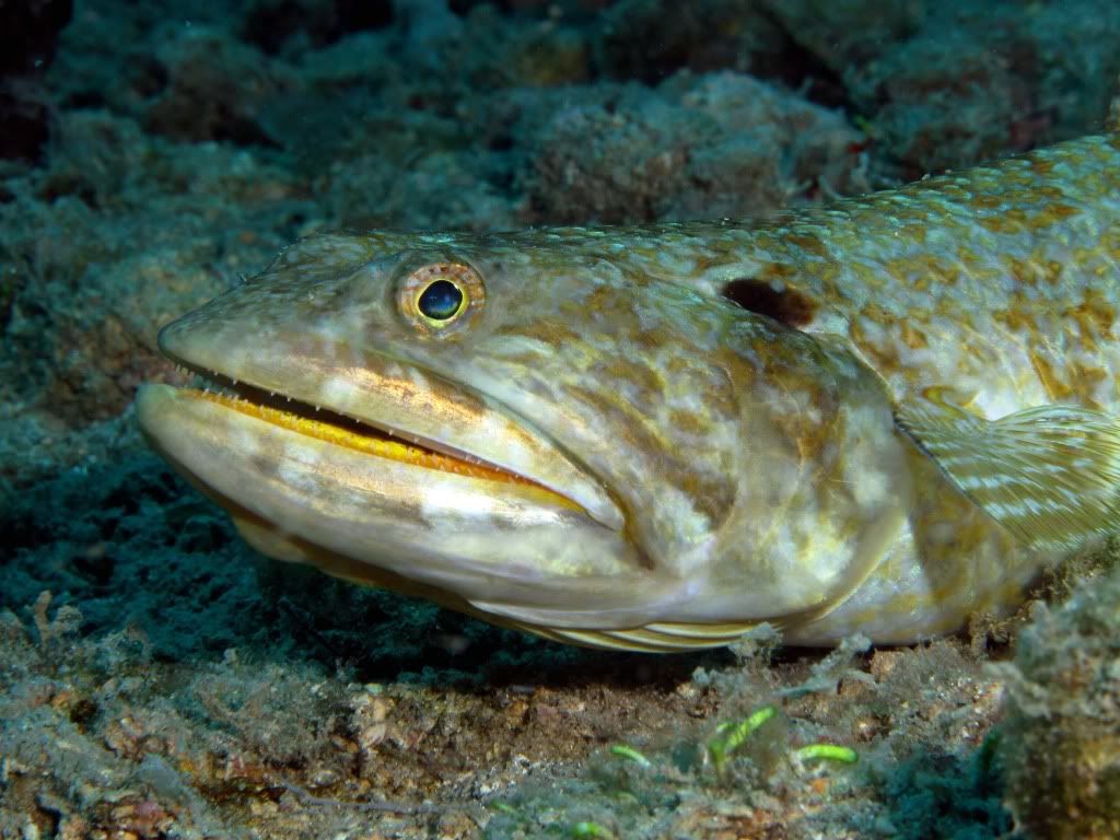 Lizardfish.jpg