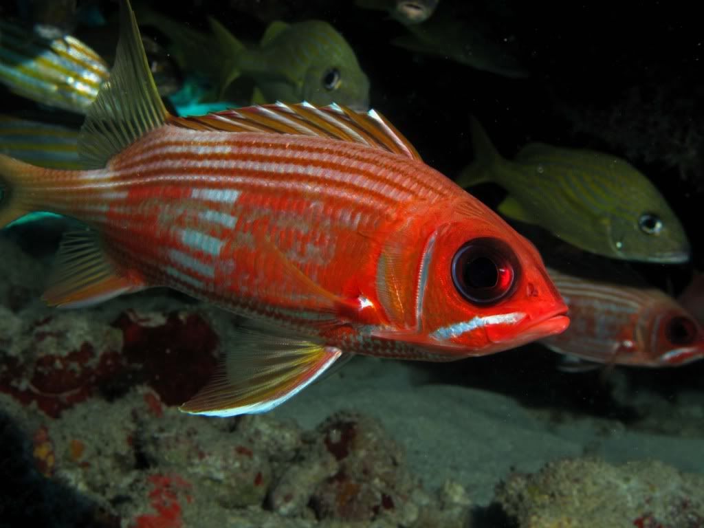 LongspineSquirrelfish2.jpg