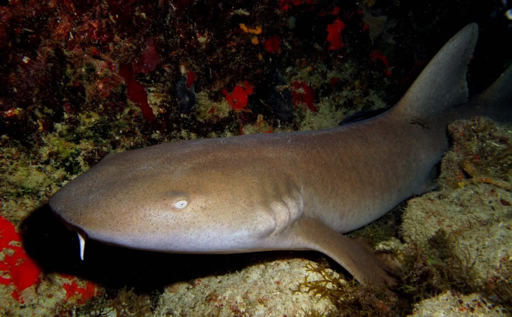 NurseShark.jpg