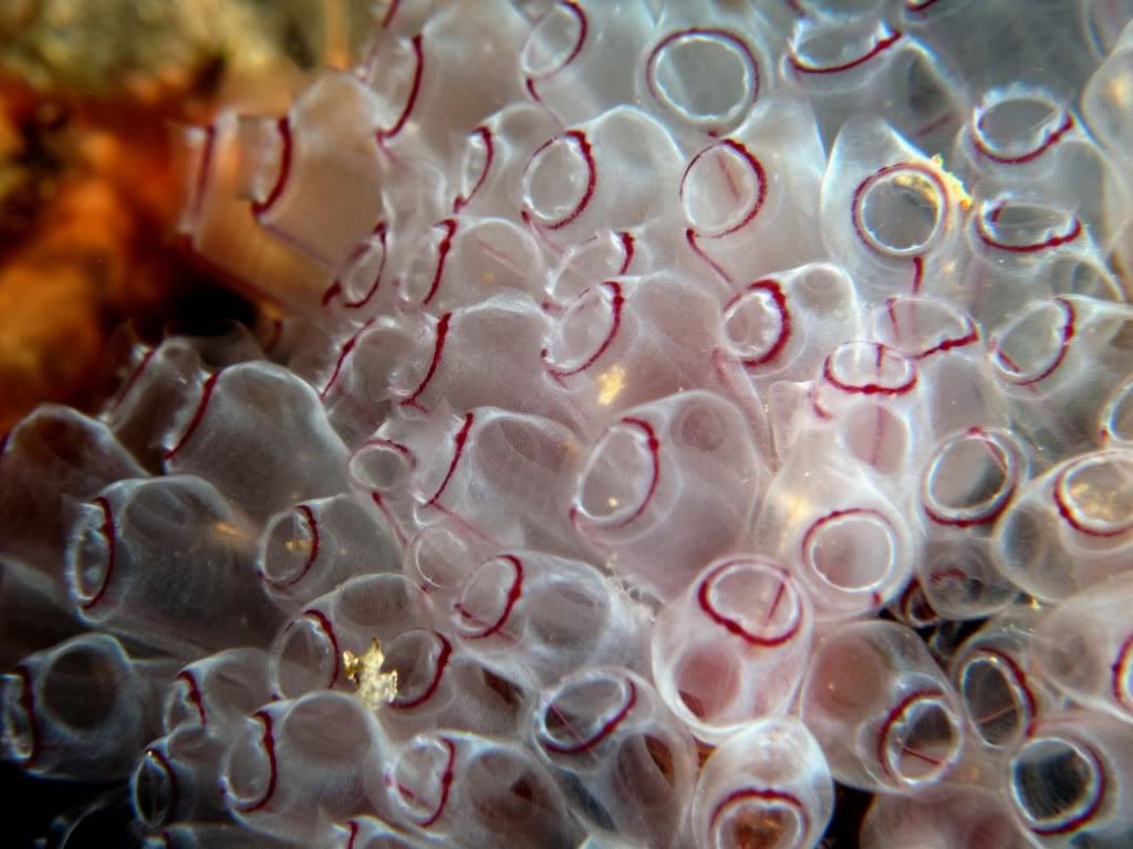 Tunicates.jpg