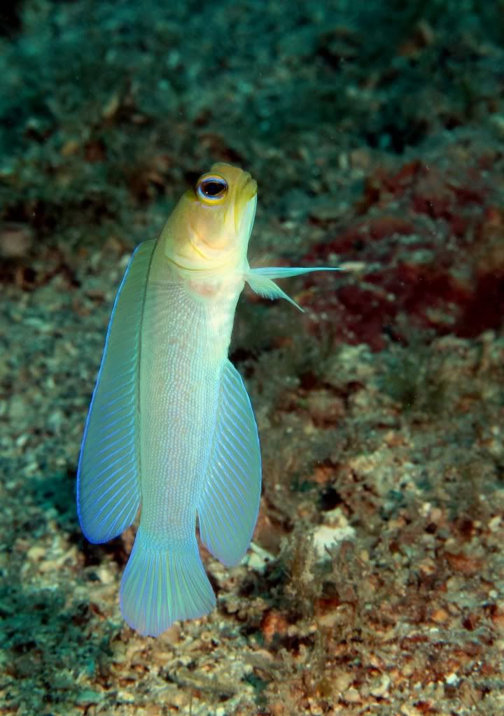 YellowheadJawfish.jpg