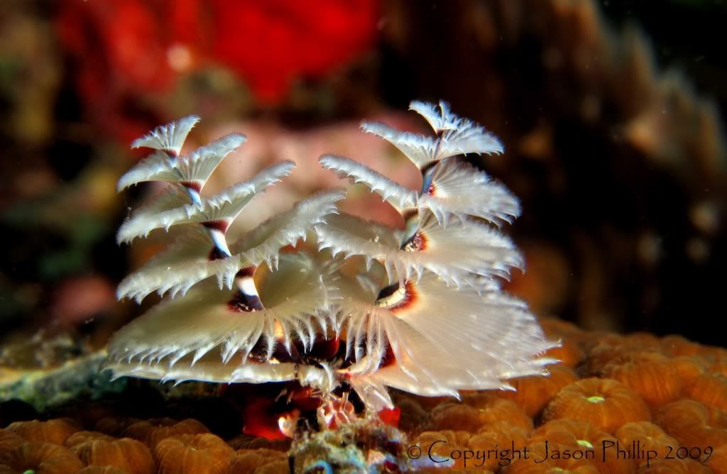 ChristmasTreeWorm.jpg