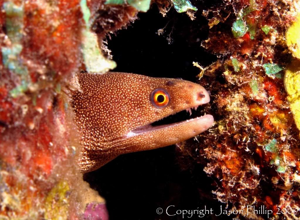 GoldentailMoray.jpg