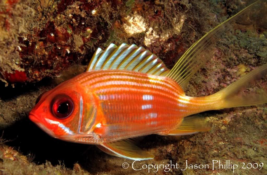 LongspineSquirrelfish.jpg