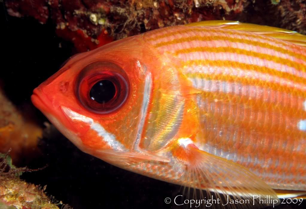 LongspineSquirrelfish2.jpg