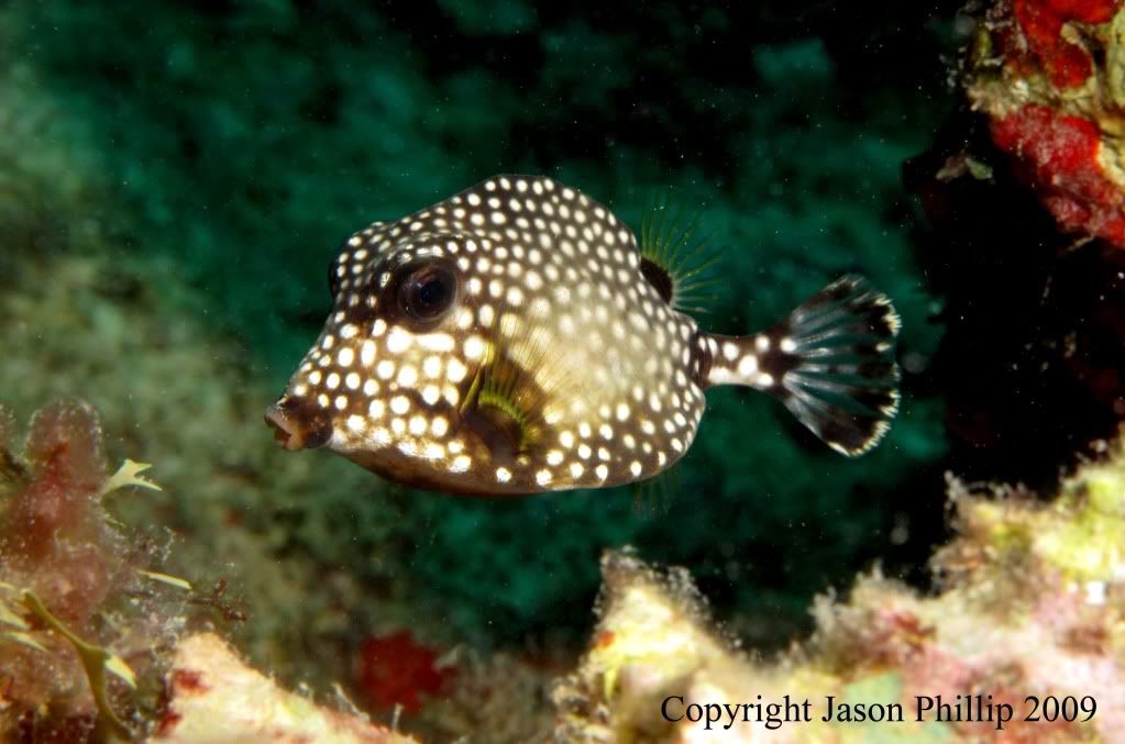 SmoothTrunkfish.jpg