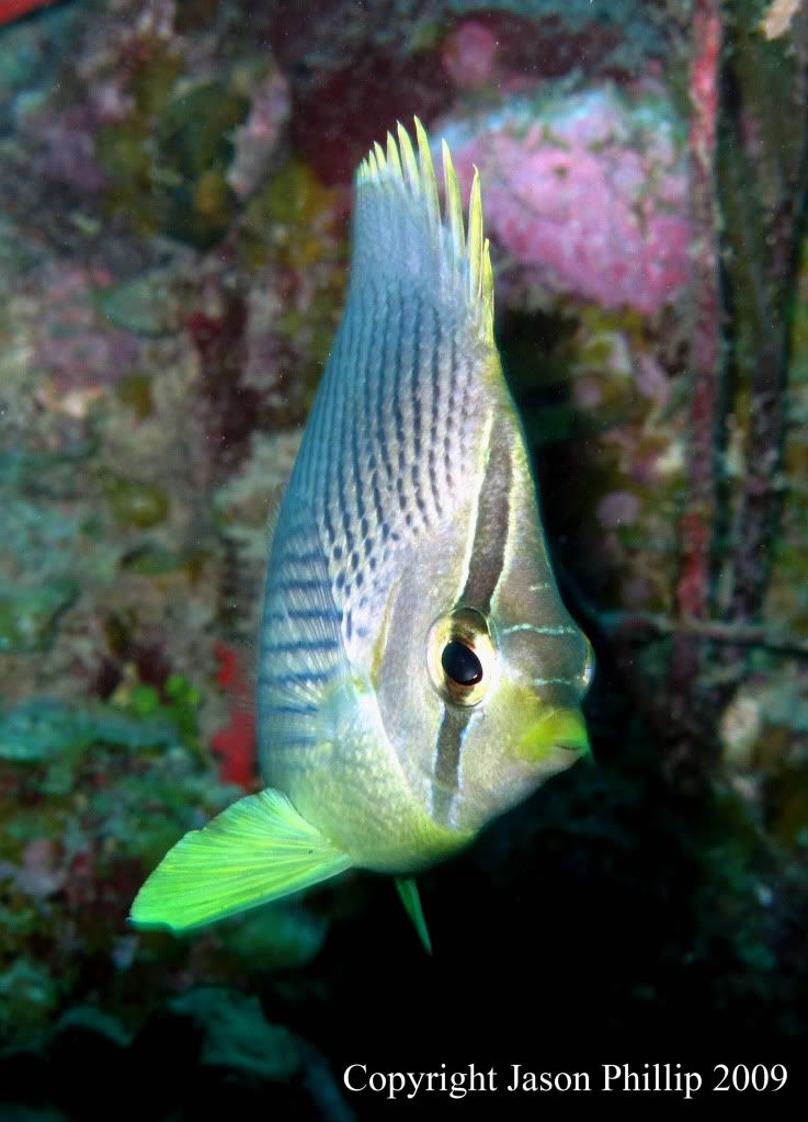 FoureyeButterflyfish.jpg