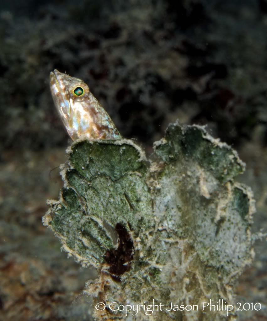 Lizardfish-1.jpg