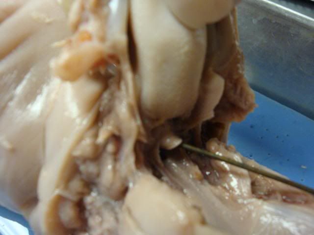 Fetal Pig Glottis