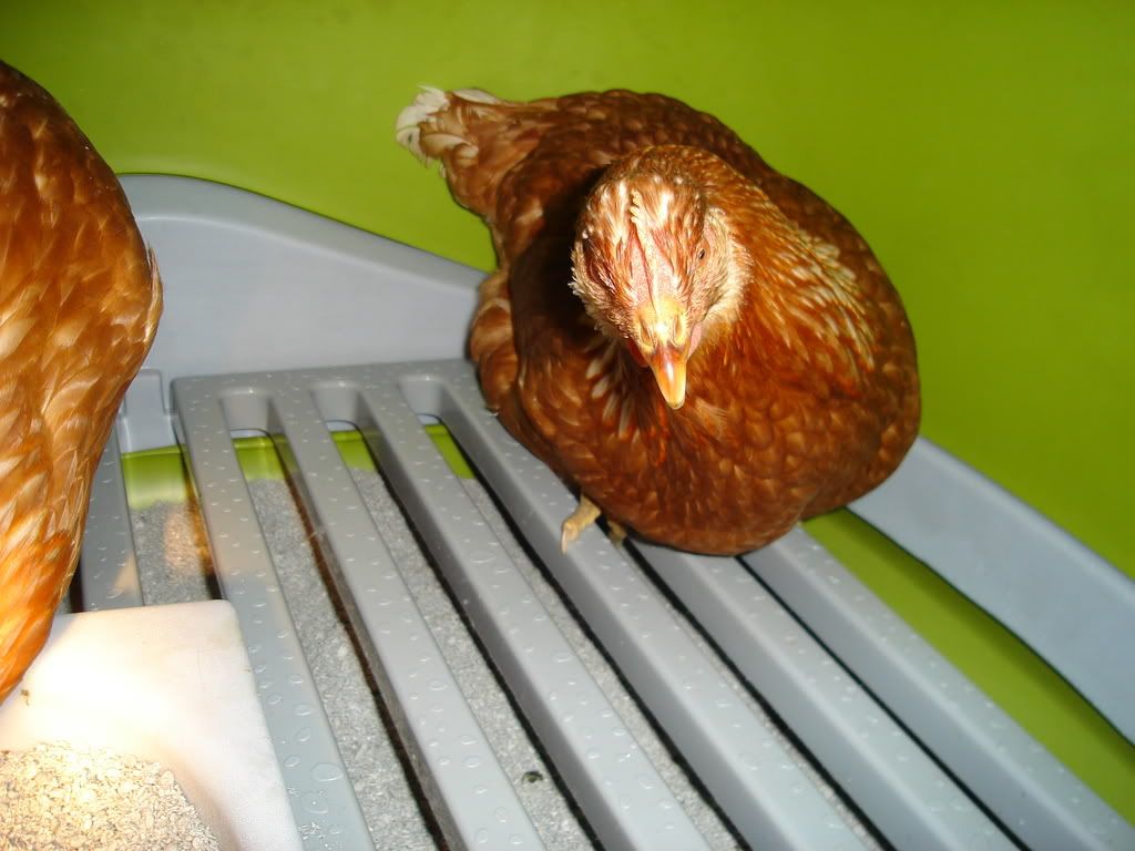 DSC00738.jpg?t=1234828332