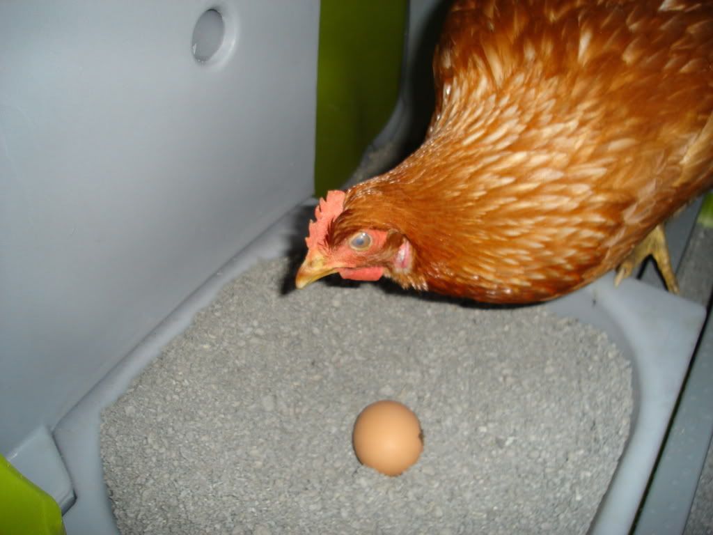 DSC00739.jpg?t=1234828303