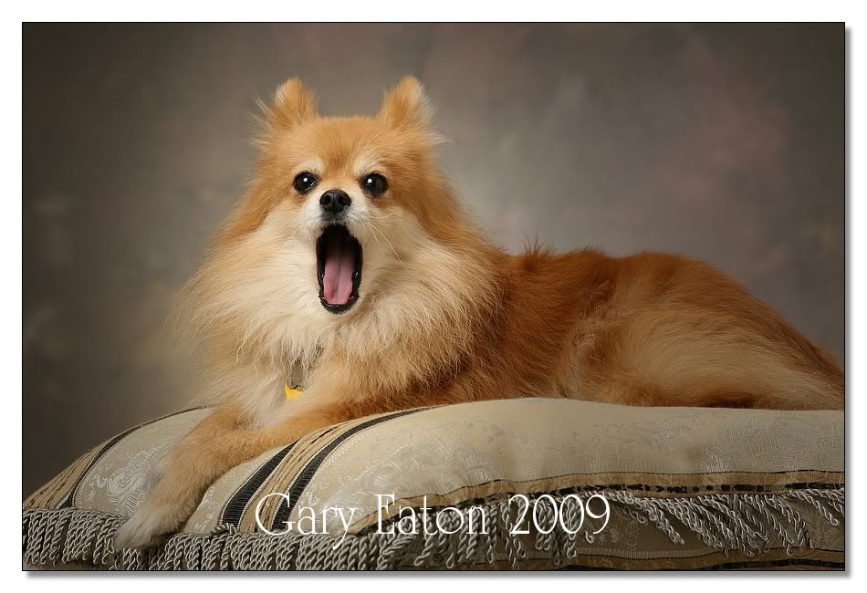 IMAGE: http://i589.photobucket.com/albums/ss334/garyeatonstudios/IMG_6148_A.jpg?t=1239046090