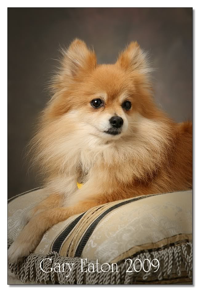 IMAGE: http://i589.photobucket.com/albums/ss334/garyeatonstudios/IMG_6153_A.jpg?t=1239046127