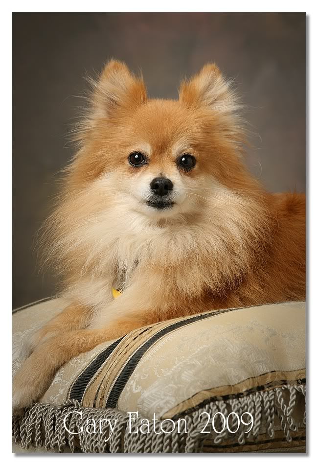 IMAGE: http://i589.photobucket.com/albums/ss334/garyeatonstudios/IMG_6156_A.jpg?t=1239046150