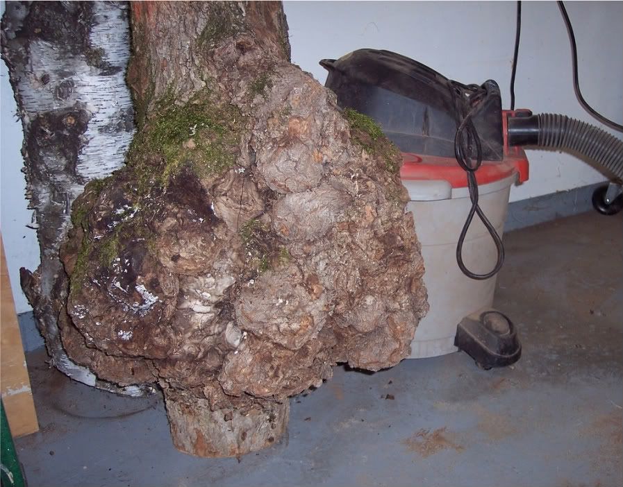 mpburl009.jpg