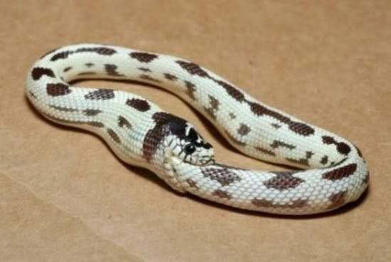 king snake eating itself