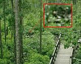 hantu paya bakau.jpg