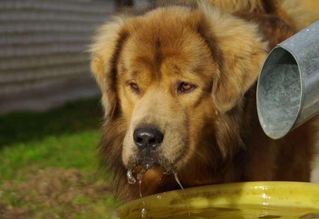 У родителей было хорошо... Особенно псюну