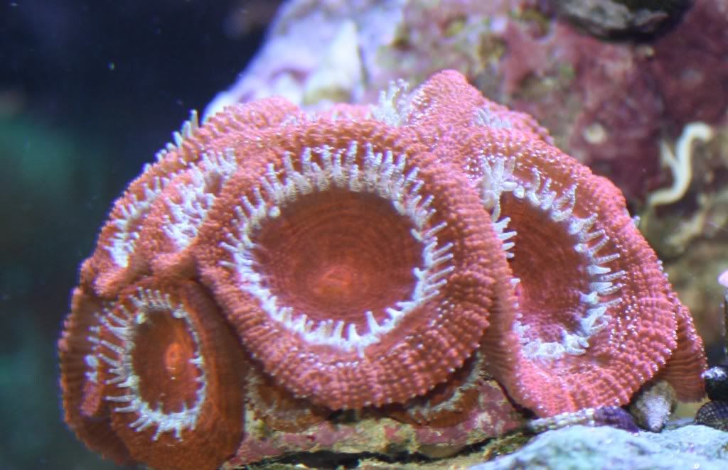 Acan.jpg