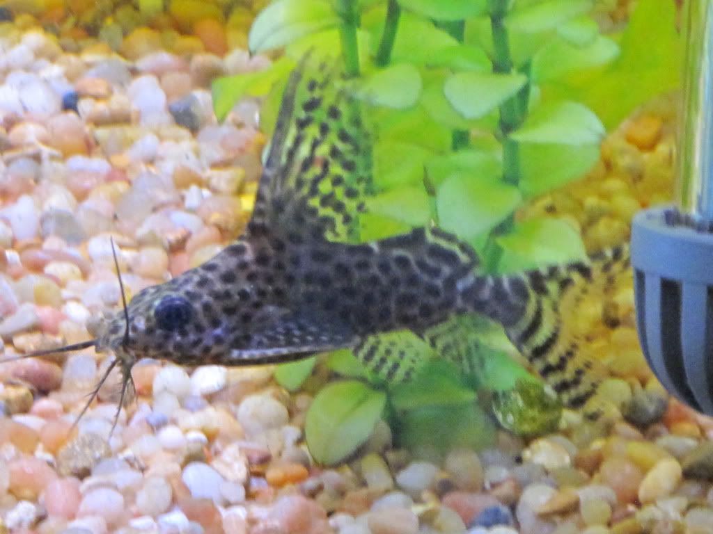 Sold as Synodontis Upside Down Lace Catfish ??