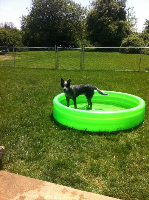 SammyPoolMay2012004.jpg