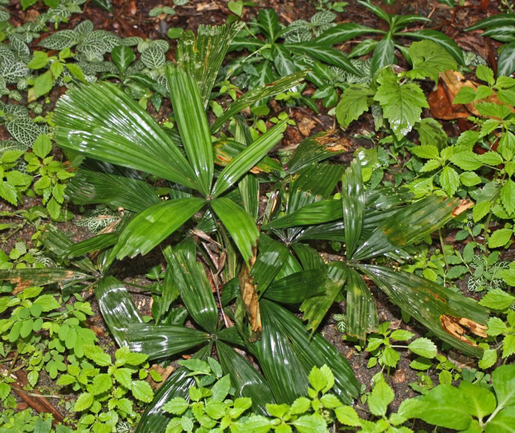 LicualatriphyllaBurleMarx057-1.jpg
