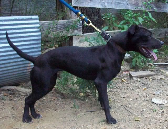american pitbull terrier jeep bloodline redboy jeep sorrel questions archive mpbp pitbull community forum american pitbull terrier jeep bloodline redboy jeep sorrel questions archive mpbp pitbull community forum