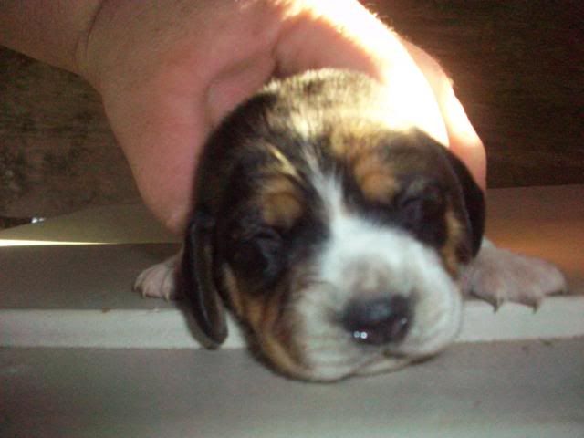 Beagle Pitbull Puppy