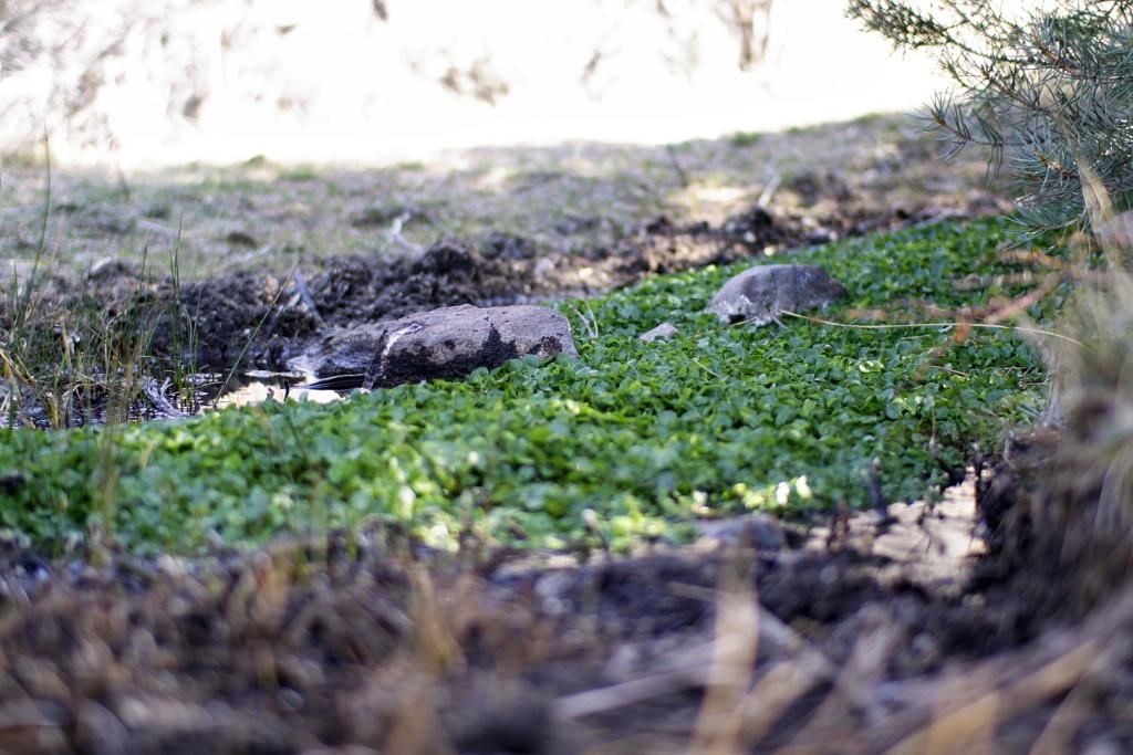 IMAGE: http://i589.photobucket.com/albums/ss340/WackyBush/Hikes/Dayton%20Mt%20Como/St%20Patricks%20Day%202013/_MG_2684e_zpsef1256cc.jpg