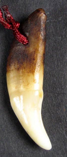 FINE REAL MANED WOLF TOOTH FANG Amulet Monk Blessed.  