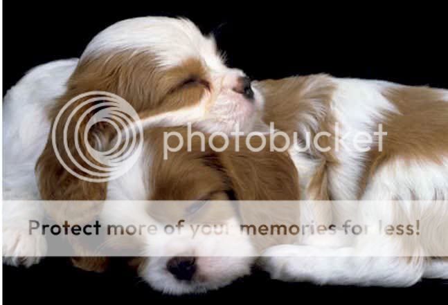 pupies-1.jpg