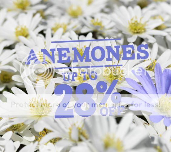  photo Bloomingbulb Anemones.jpg