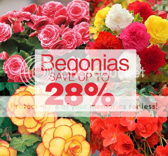  photo Bloomingbulb Begonias.jpg