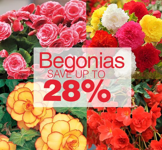  photo Bloomingbulb Begonias.jpg