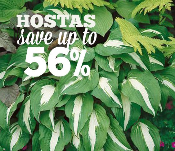  photo Hostas Sale.jpg