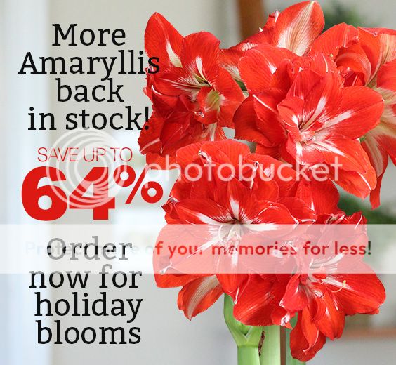  photo More Amaryllis back in stock_Bloomingbulb.jpg
