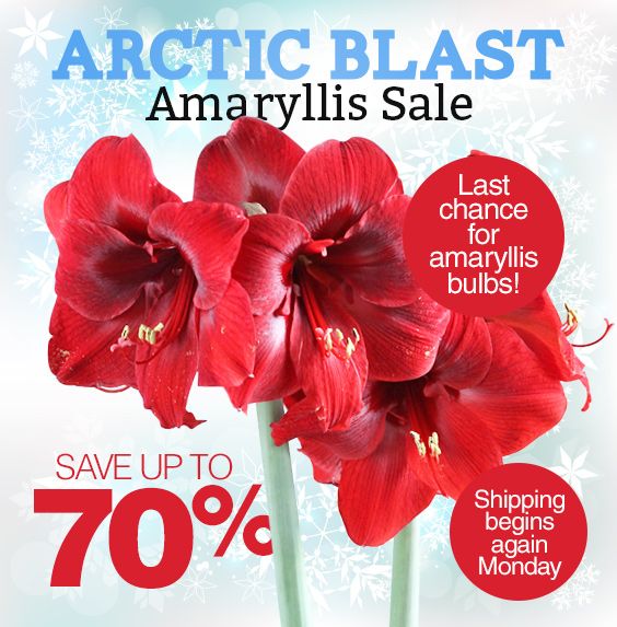  photo amaryllis bulb sales.jpg