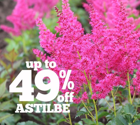  photo astilbe plants.jpg