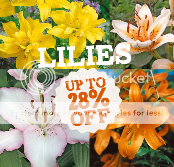  photo lillies save up to 28 percent off.jpg