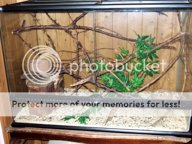 2 groups of African Pygmy Dormice with caging. | Reptile Forums